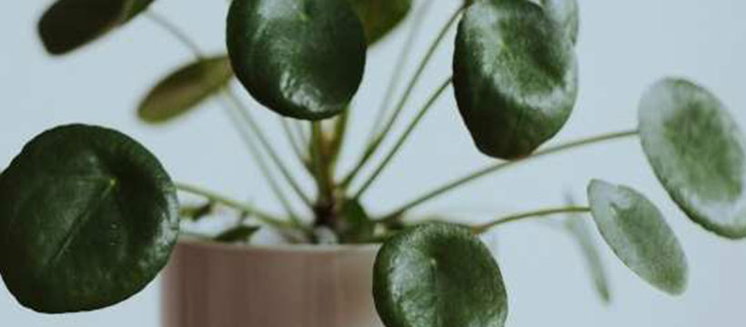 House Plant For Sale In St Petersburg FL