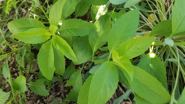 spice leaves