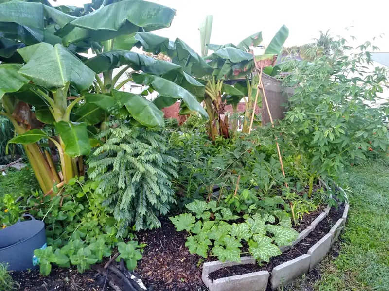 Planting a Food Forest on a Shoestring Budget