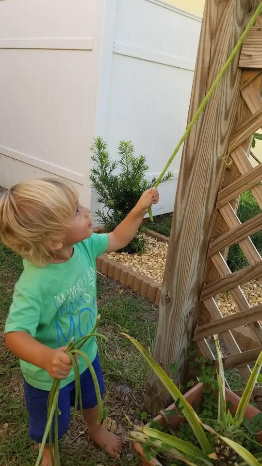 toddler picking beans